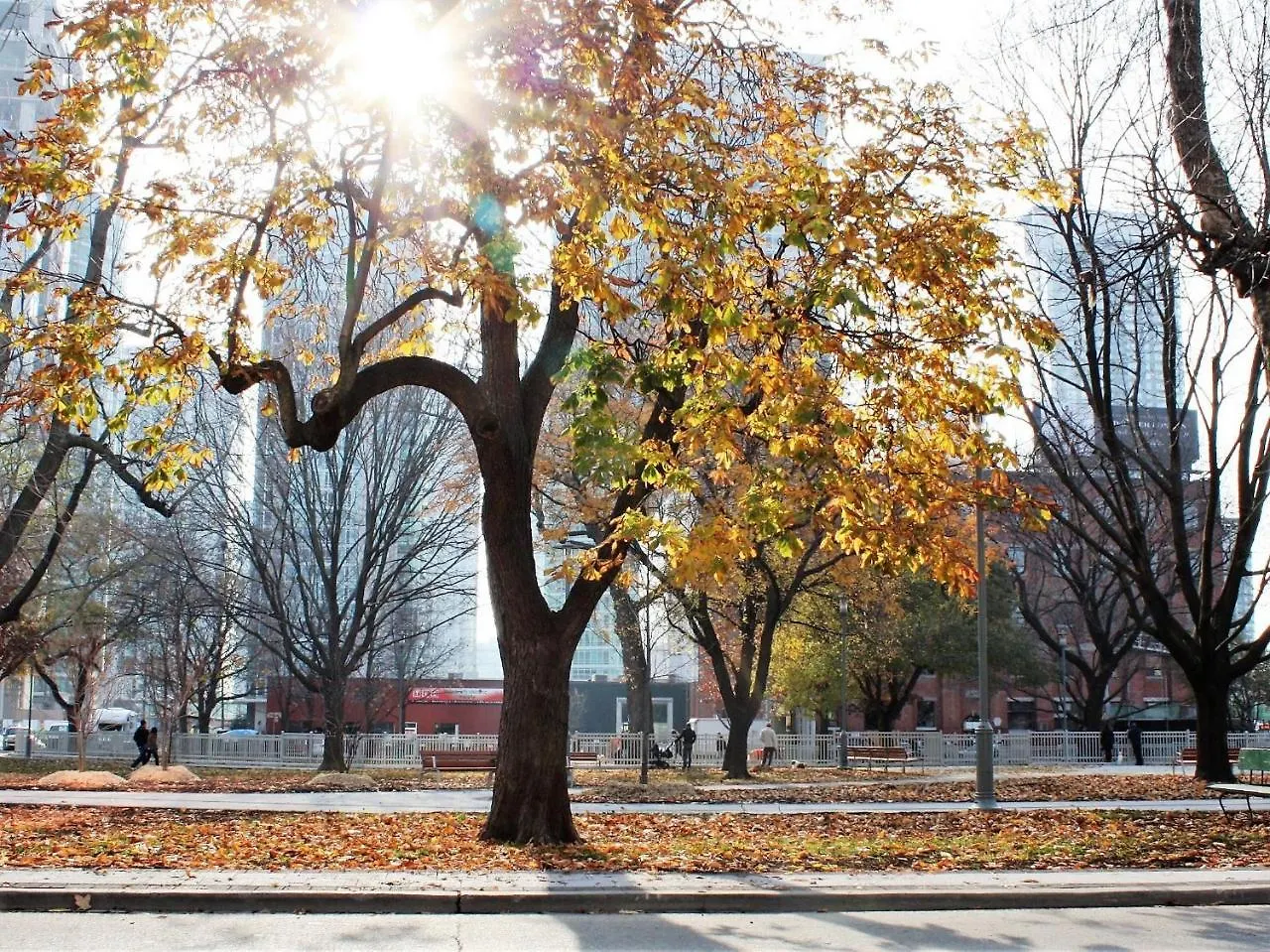 The Clarence Park Hostel Toronto